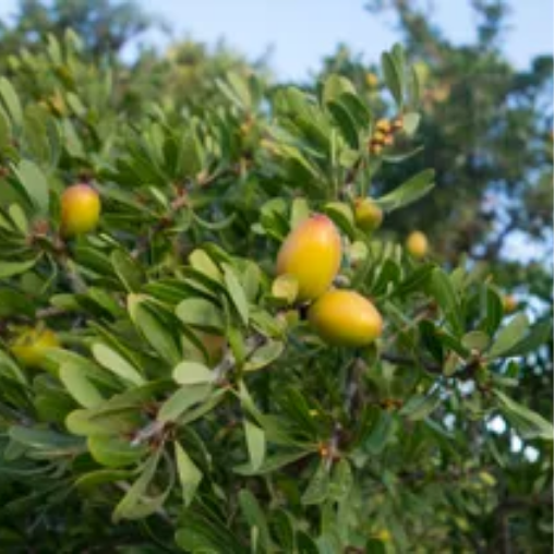 Organic Argan Oil for Hair and Skin – 100% Pure Moroccan Oil